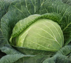 *Капуста білоголова Мегатон F1 20шт