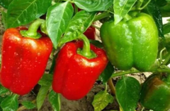 Перець Клаудіо F1, 10 шт 