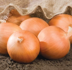 Цибуля ріпчаста Роухайд F1/Rohide F1 Bejo 250000шт