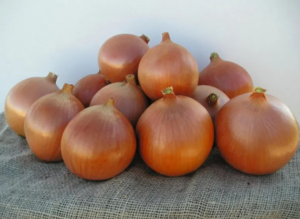 Цибуля ріпчаста Мондела F1 Bejo | Mondella F1 Bejo 250000шт