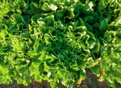 Салат Епіріанс, Enza Zaden