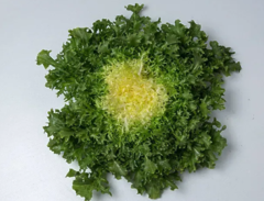 Салат Прімафайн, Enza Zaden