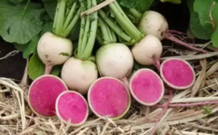 Редис KS 730 F1