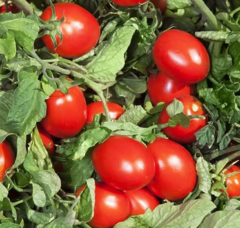 Томат KS 520 F1 (низькорослий)