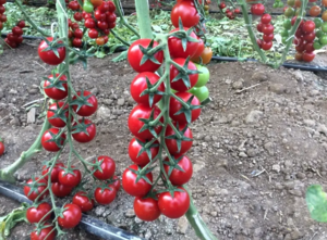 Томат чері Череза F1, 1000шт, Clause