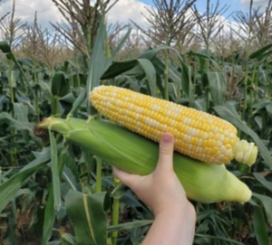 Кукурудза Спріц F1, 5000шт, Clause