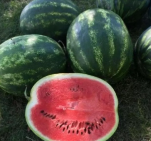  Кавун Грін Жар F1/Green Jar F1, 1000шт