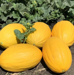 Диня Віфак F1/Wifak F1, 1000шт