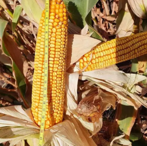 Кукурудза Джулія (ФАО-340) 