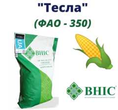Кукурудза Тесла (ФАО-350)