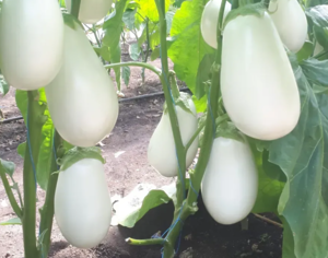 Баклажан Албана F1