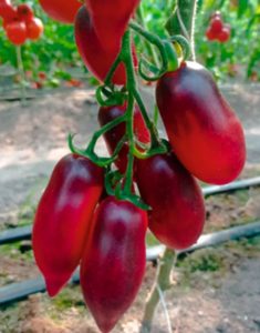 *Томат сливка Гурман F1 (високорослий) Breeding Seeds