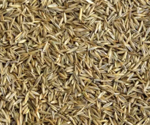 Райграс однорічний 1кг