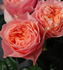 Саджанці троянди Пінк Вувузела