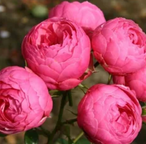 Саджанці троянди Помпонелла