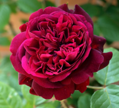 Саджанці троянди Вільям Шекспір