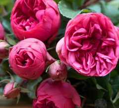 Саджанці троянди Пінк Піано