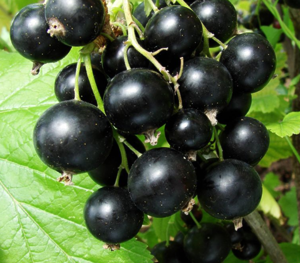 Саджанець смородини Вернісаж