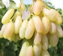 Саджанець винограду Дамські Пальчики