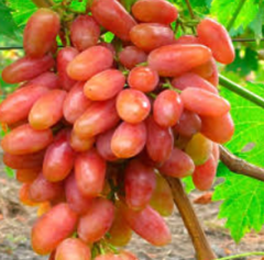 Саджанець винограду Преображення