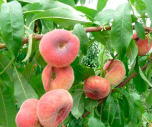 Саджанець персик Інжирний