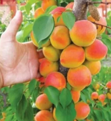 Саджанець абрикос колоноподібний