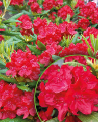 Саджанець рододендрон Бусукі 0,5л горщик