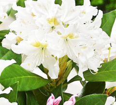 Саджанець рододендрон Кунігсон Вайт 1л горщик