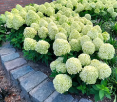 Саджанець гортензії Litle Spooki 1л горщик (дворічна)