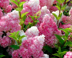 Саджанець гортензії Vanille Fraise 1л горщик (дворічна)