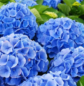 Саджанець гортензії Белла