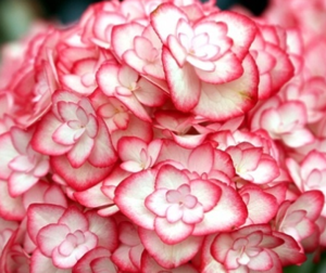 Саджанець гортензії Міс Саорі 