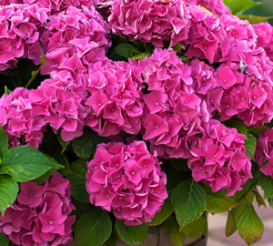 Саджанець гортензії Рожева (дворічна)