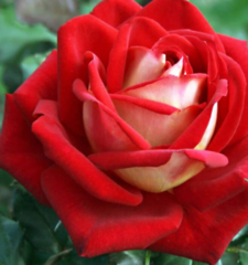 Саджанці троянди Люксор