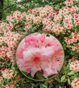 Саджанець рододендрон Вірджинія Річардс 0,5л горщику