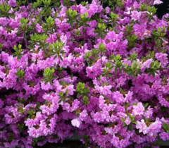 Саджанець рододендрон P.J.M Elite 1л горщику