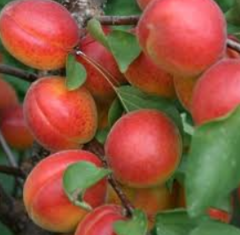 Саджанець абрикос Цунамі