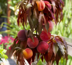 Саджанець персик колоноподібний червонолистий (50 см)