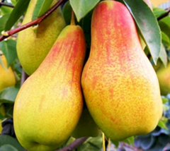 Саджанець груша Талгарська красуня