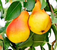 Саджанець груша Вільямс (Дюшес)